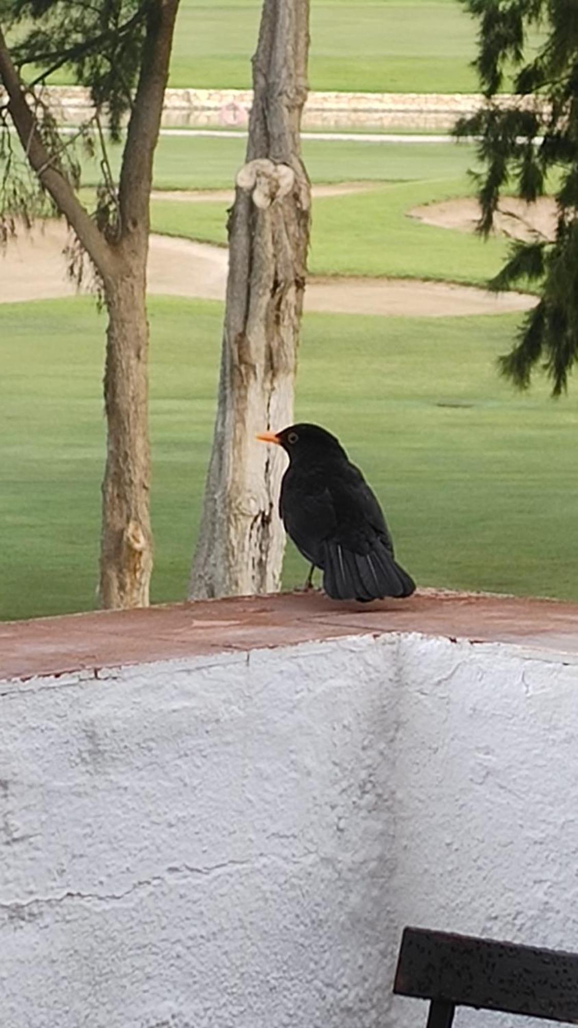 Am Mijas Golf Views Apartman Fuengirola Kültér fotó